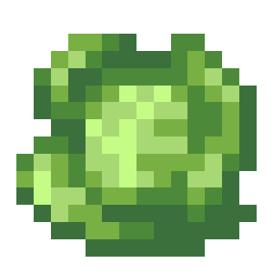 Cabbage 