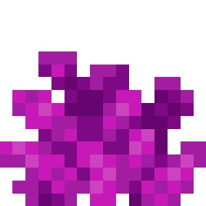 Bubble Coral 