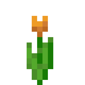 Orange Tulip
